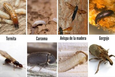 como controlar las plagas de insectos de la madera