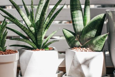 las plantas y su significado para tu hogar u oficina